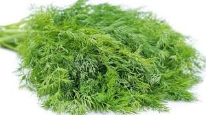 SOYAKURA (Dill Leaves)