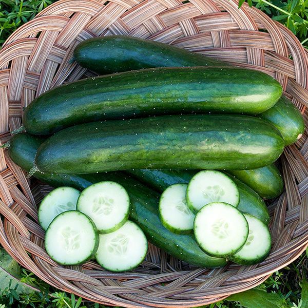 CUCUMBER EUROPEAN (Keera)