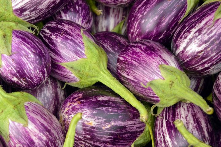 BRINJAL WHITE STRIPE