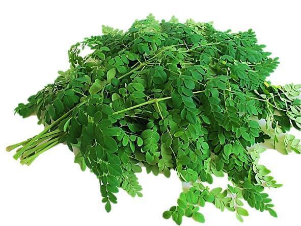 Moringa Leaves