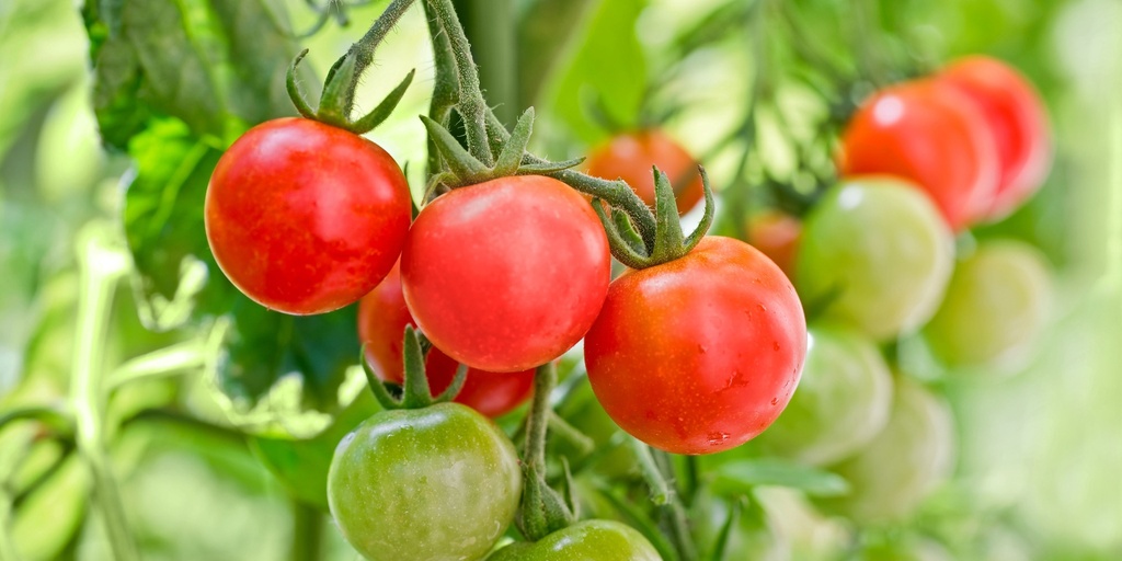 Cherry Tomato