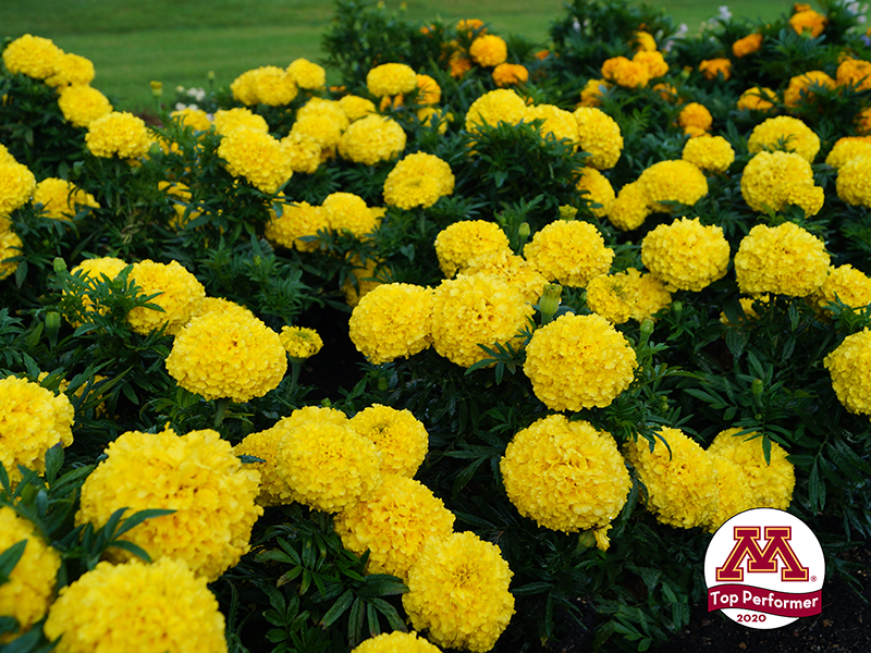MARIGOLD YELLOW