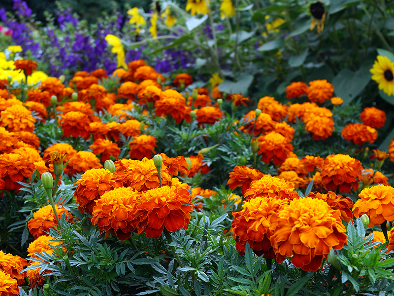 MARIGOLD ORANGE
