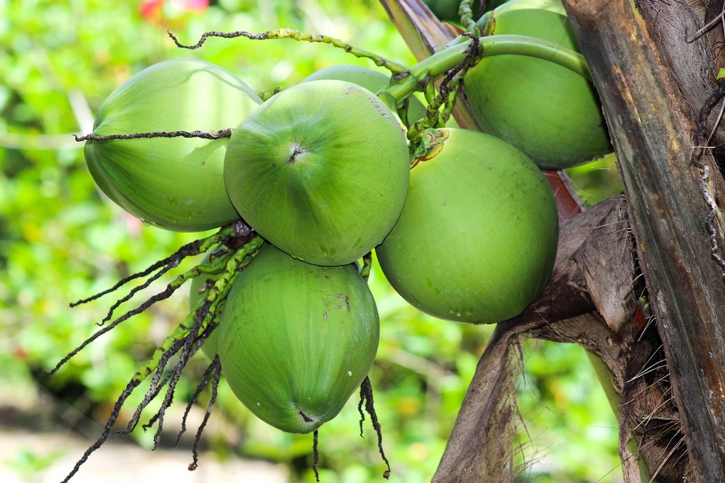 Coconut