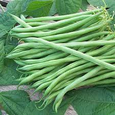 BEANS BUSH