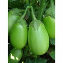 BRINJAL ROUND GREEN