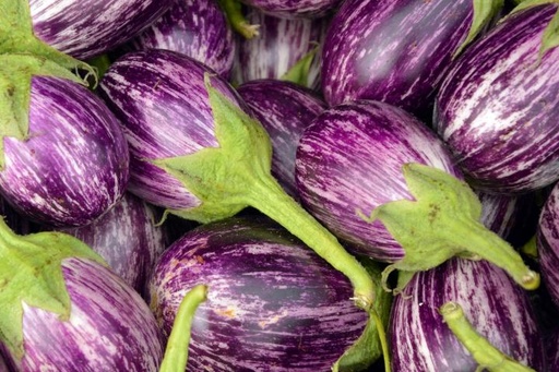 BRINJAL WHITE STRIPE