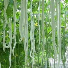 SNAKE GOURD (Potlakaya )