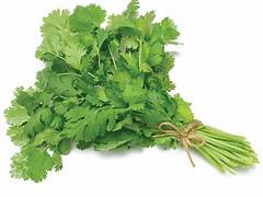 CORIANDER (Kothimeera)