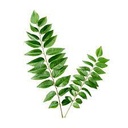 CURRY LEAVES (Karivepaku)