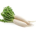 RADISH WHITE