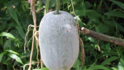 Ash Gourd 1Pc (Budid Gummadi Kaya)